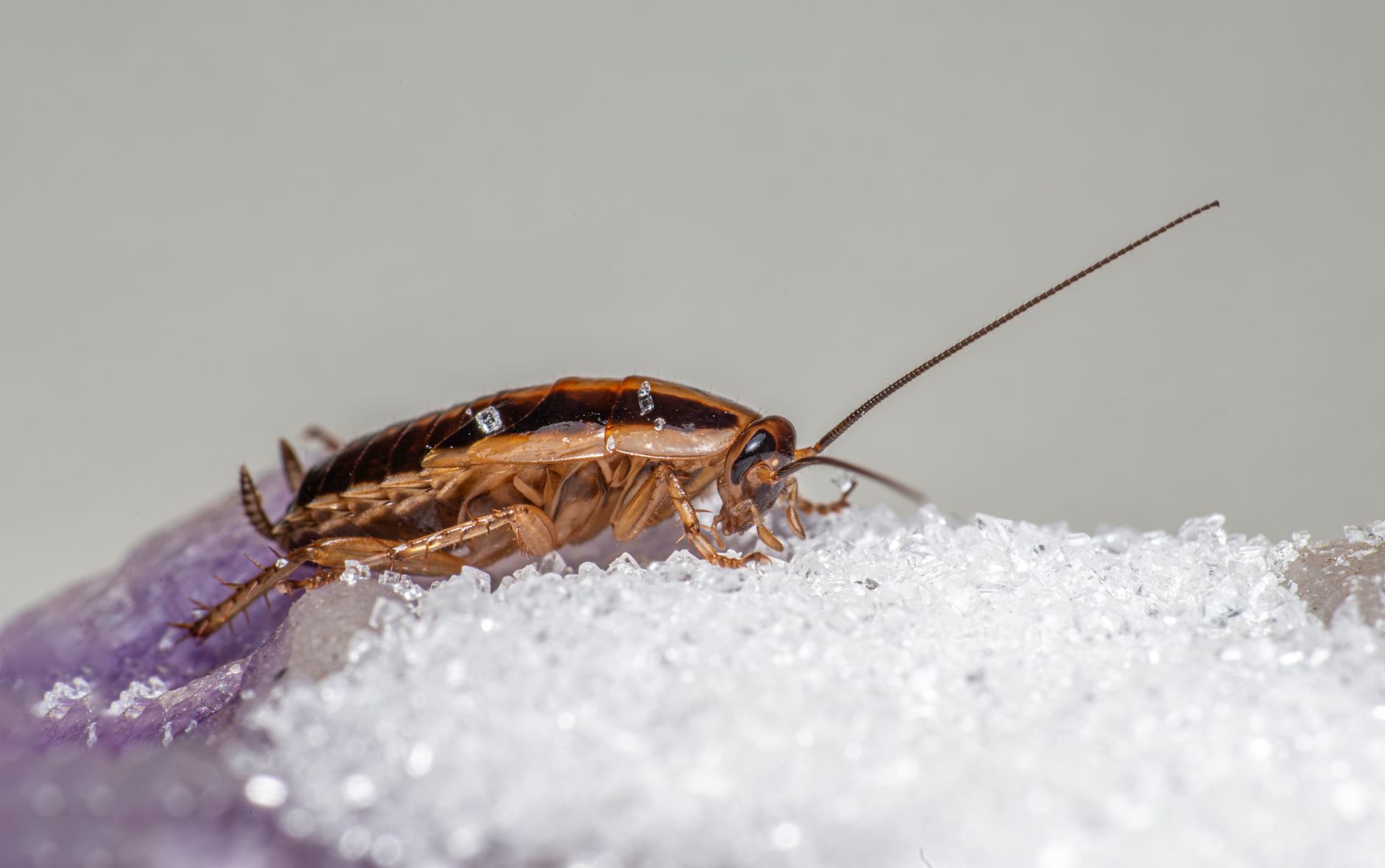 Cockroach Control in Atlanta