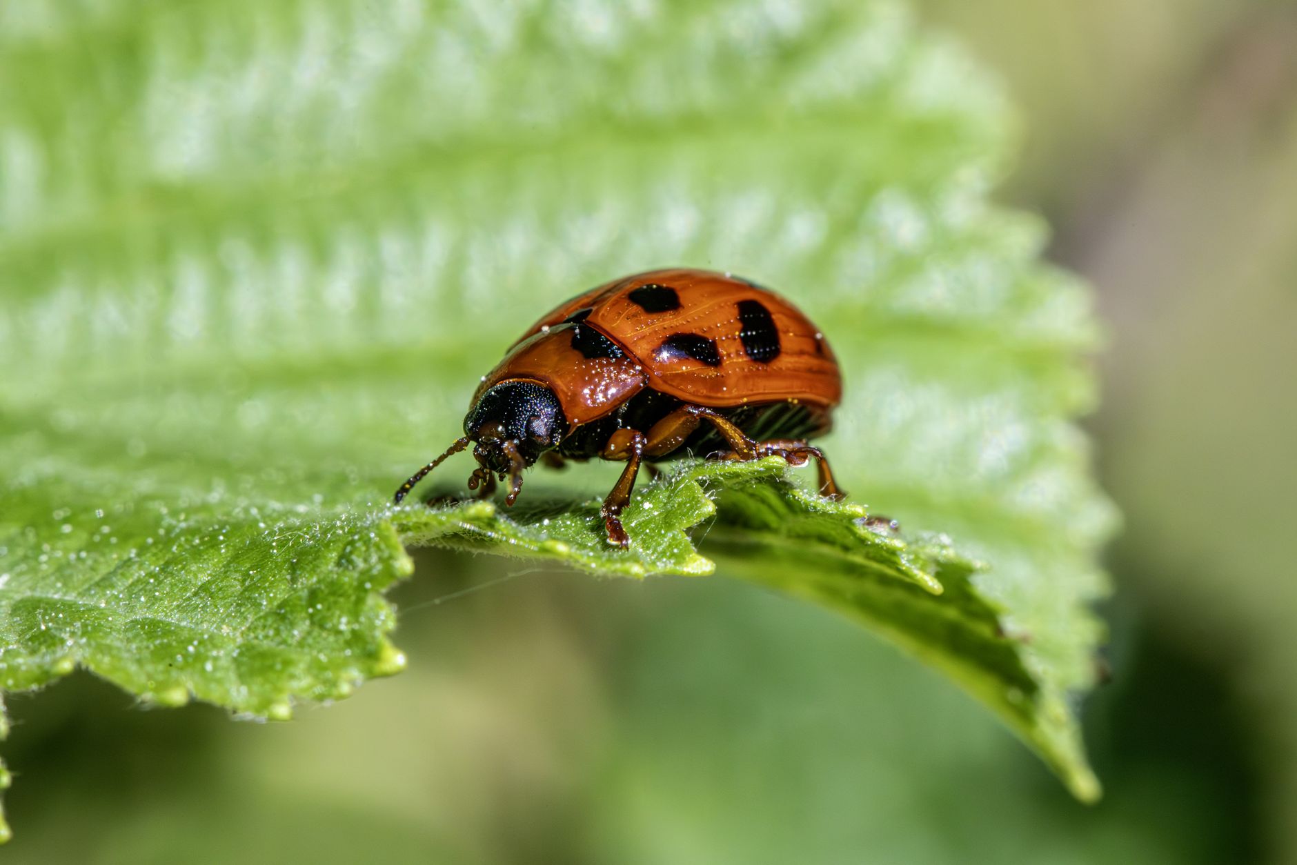 Professional flea control treatment