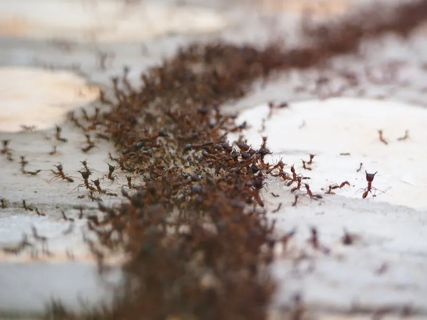 professional ant control services - licensed exterminator