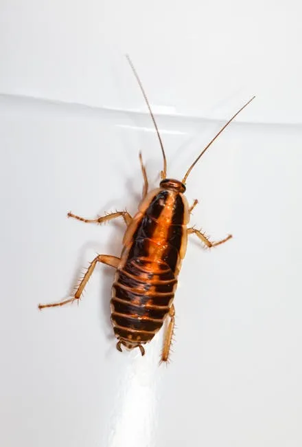 cockroach extermination service - professional treatment