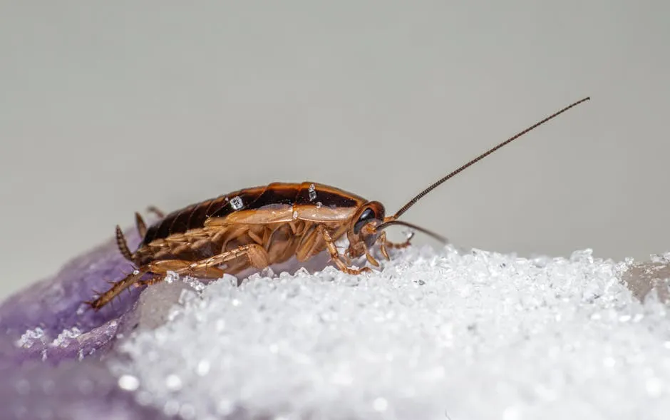 professional cockroach extermination services - licensed exterminator