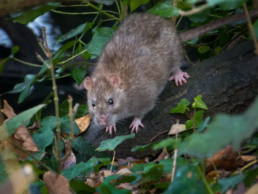 rodent control solution - expert technicians