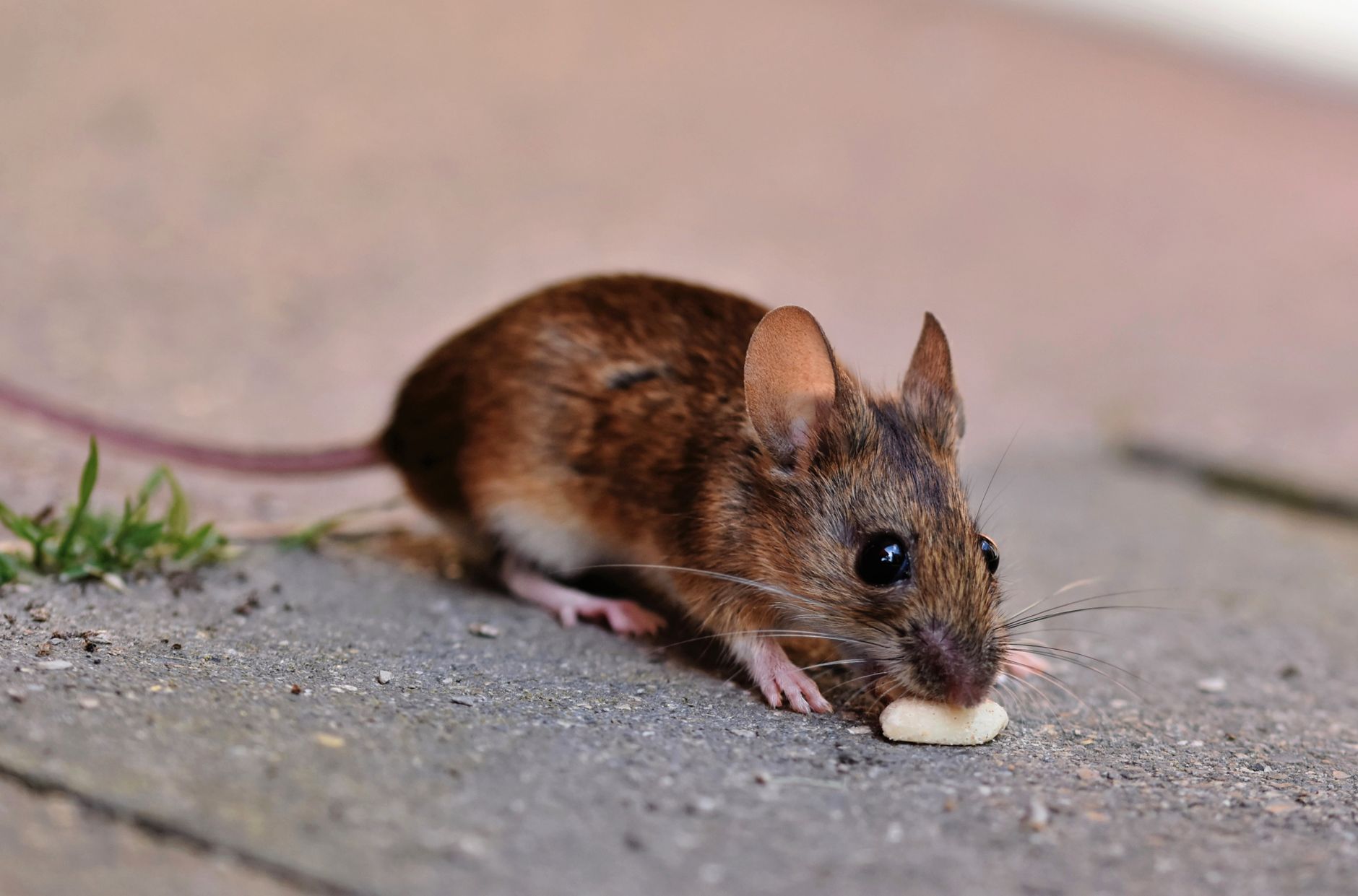 Rodent Control in Phoenix