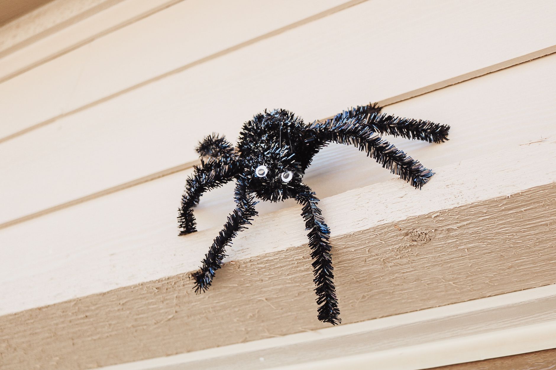 Professional spider control treatment
