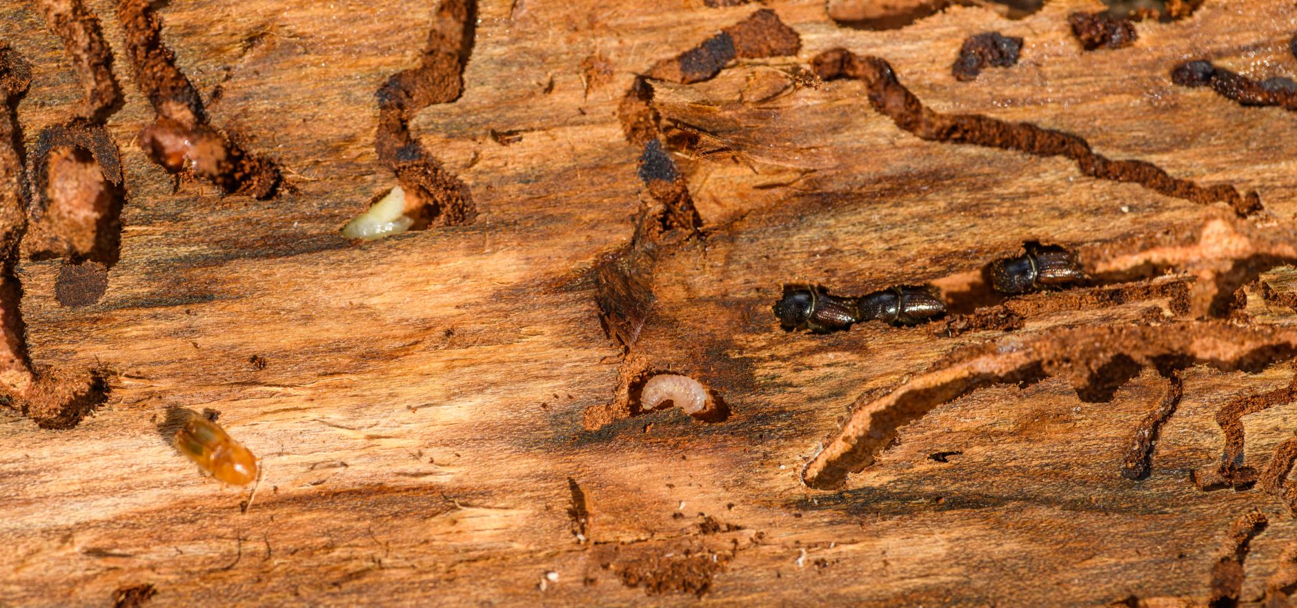 Termite Control in Atlanta