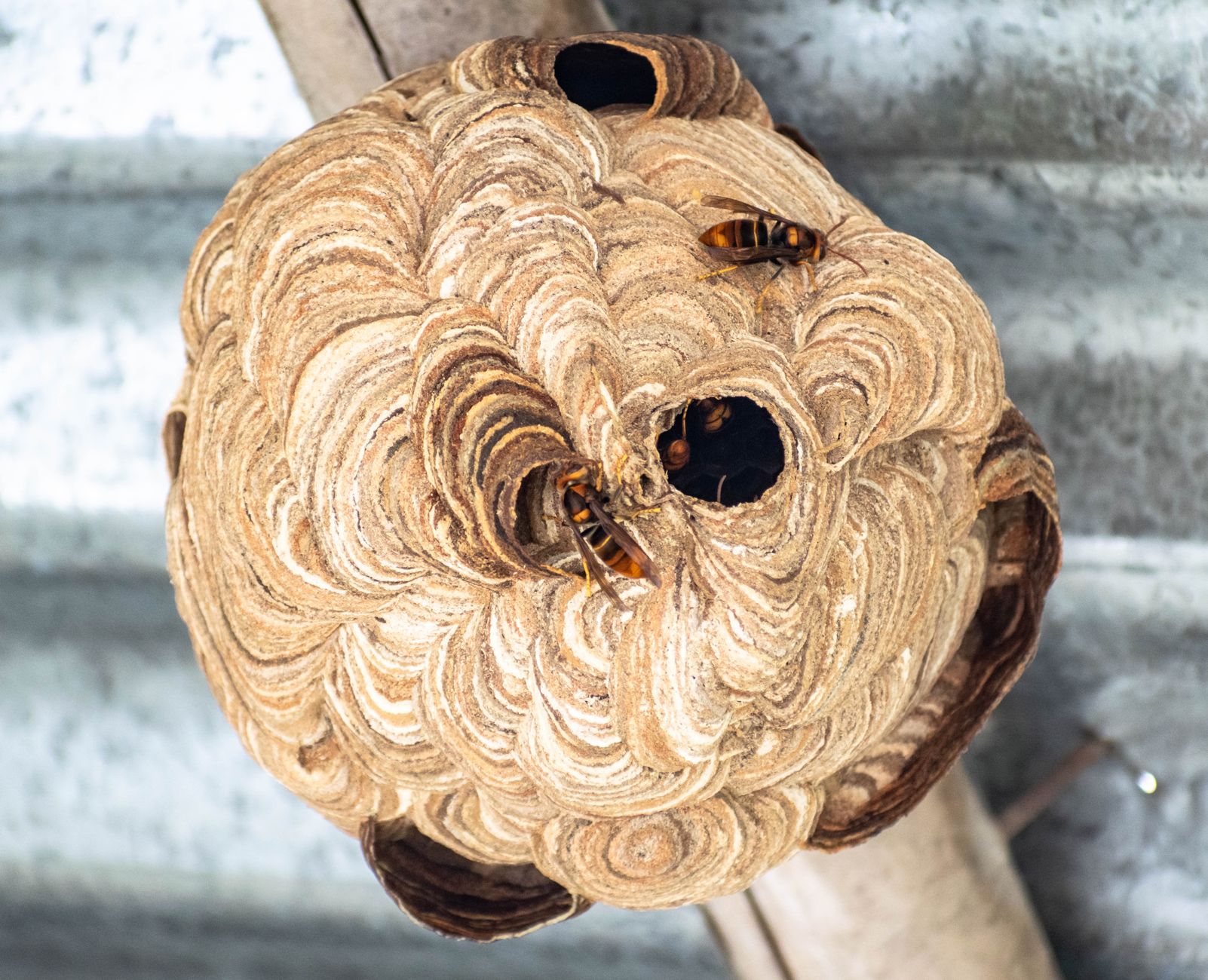 Professional wasp removal treatment
