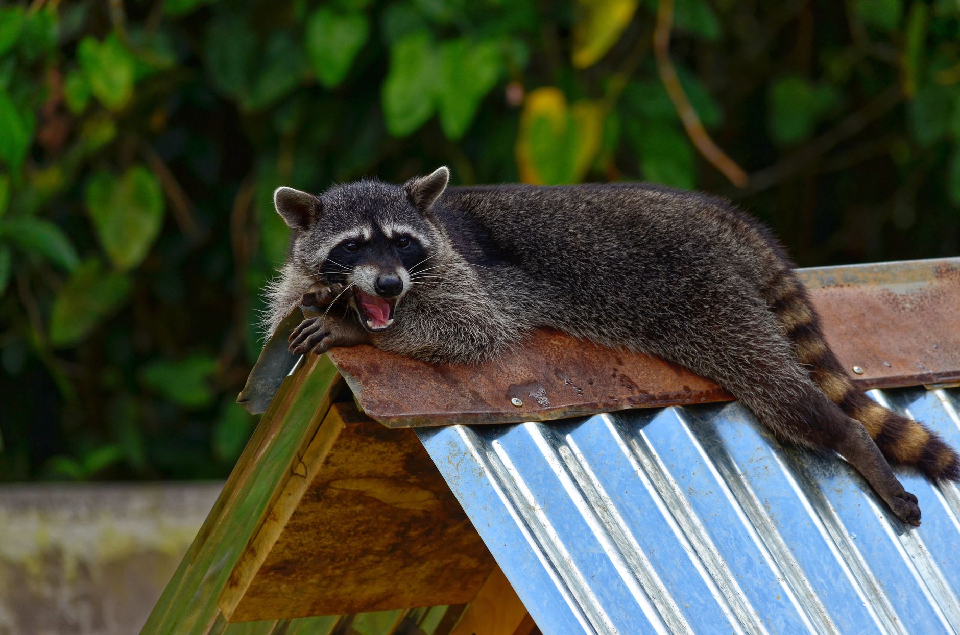 Wildlife Removal in Phoenix